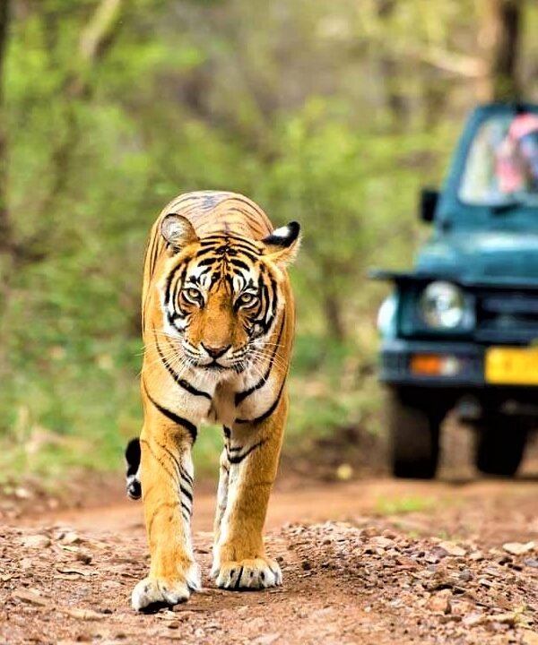 kumbhalgarh-wildlife-sanctuary-udaipurian